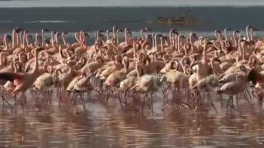靠近在肯尼亚博戈里亚湖畔行进的<strong>小火烈鸟</strong>
